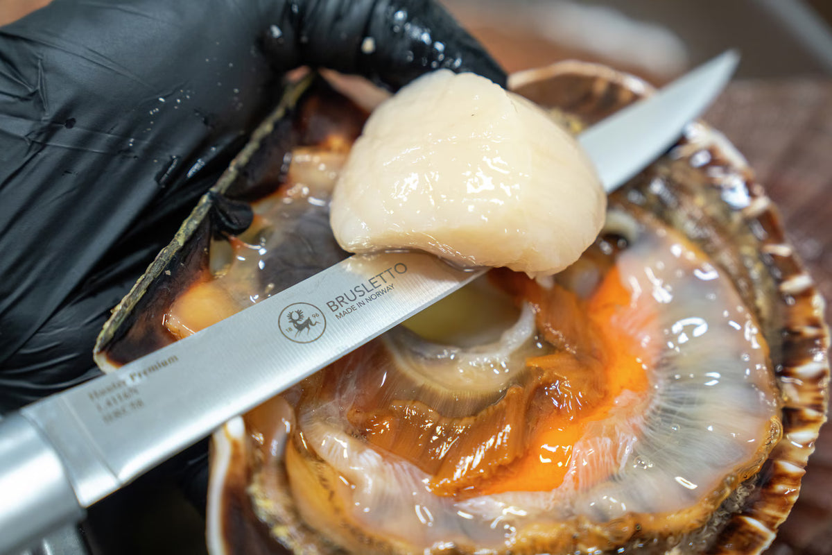 Brusletto Hunter Premium - Flexible Filleting Knife (16.7)